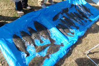 �E�G�C�C���I