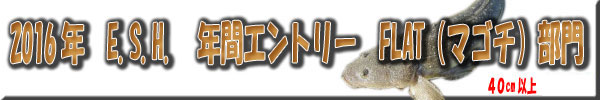 2016�N�@ESH�@�N�ԃG���g���[�@FLAT�i�}�S�`�j����